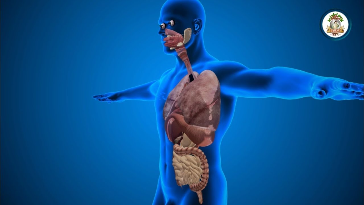 ¿Sabías la diferencia entre farmacocinética y farmacodinamia?