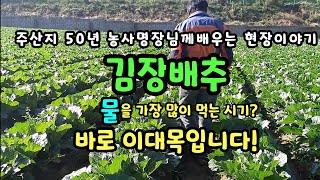 배추가 물을 가장 많이먹는 시기? 주산지 배추 50년 농사 명장님께 배우는 농사이야기(3) 2020.10.9