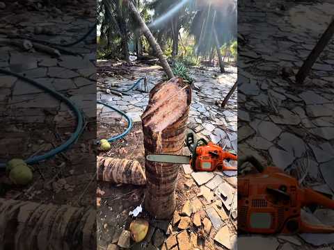 COQUEIRO FOI CORTADO AO MEIO PELO VENTO