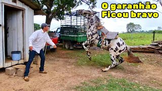 Fomos buscar o GADO pra vacinar, e acabou acontecendo oque não esperávamos.