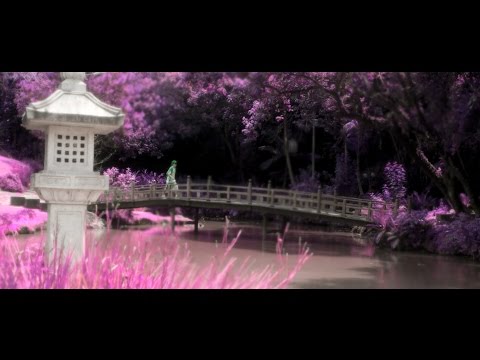 ZAPI - Flores de Kush (prod. Lotto)