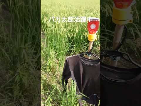 庭にイノシシを近づけないようにする方法は？彼らを傷つけることなく、彼らを撃退し、怖がらせるために機能する6つの解決策  庭園