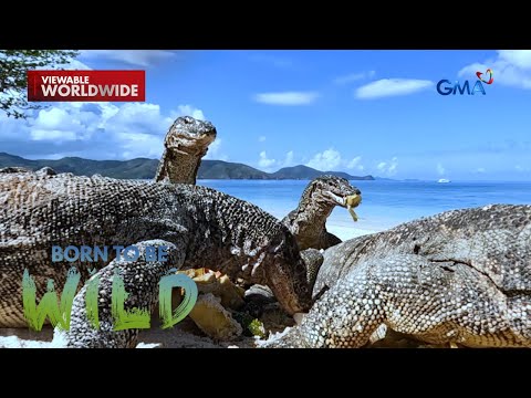 Isla sa Linapacan, Palawan, pinamumugaran ng mga bayawak?! | Born to be Wild