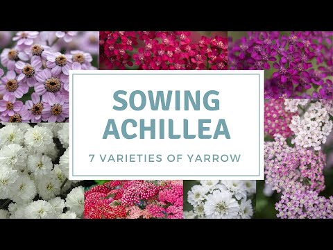 How To Sow Achillea / Yarrow / 7 Varieties I am Sowing This Year