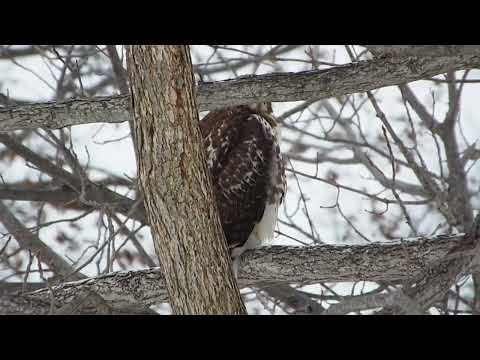 Nature  can be cruel.