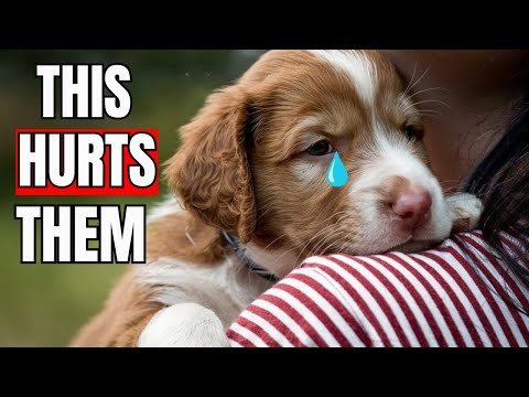 10 EVERYDAY Things That HURT'S Your Dog’s FEELINGS
