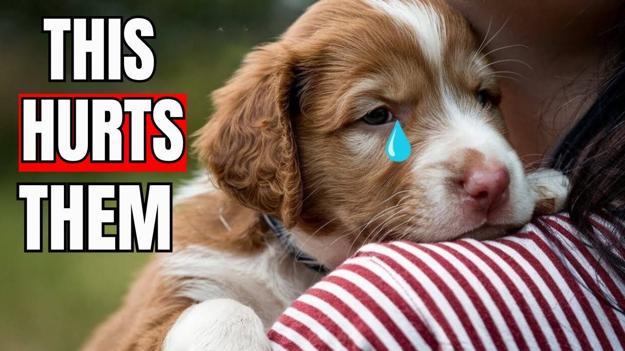 10 EVERYDAY Things That HURT'S Your Dog’s FEELINGS