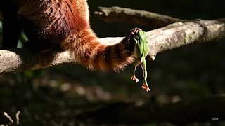 紅熊尾巴 #搖尾巴 #red panda #wagging tail