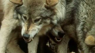 Music video thumbnail preview for British India Safari Film Clip by British India