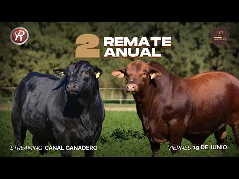2° REMATE ANUAL - CABAÑA SAN JUAN Y LOS CORDOBESES - BRANGUS Y BRAFORD 2026