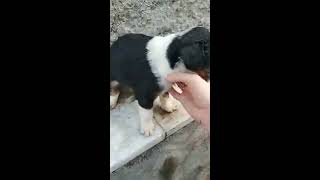 Bernese Mix Australia Shepherd