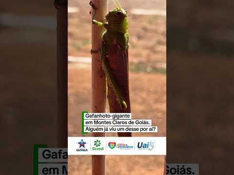 Gafanhoto gigante em Montes Claros de Goiás