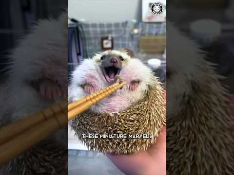 Hérisson 🦔 L'animal le plus mignon de tous les temps ?