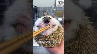 Hérisson 🦔 L'animal le plus mignon de tous les temps ?