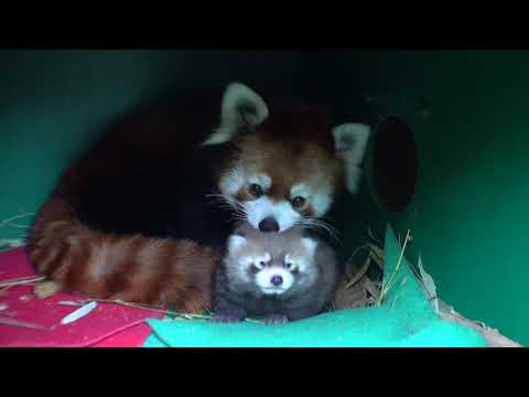Fluffy Red Panda Cub Opens Eyes