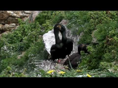Cormoranes moñudos en As Pantorgas