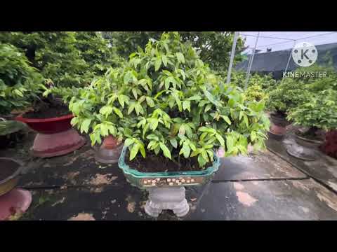 Chia sẽ cách tạo nụ hiệu quả- nụ lớn đúng dịp Tết