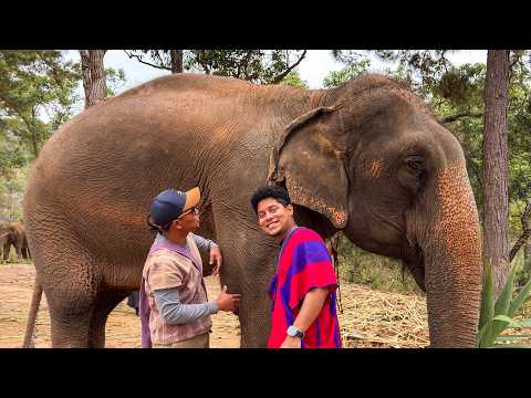 I Found the MOST ETHICAL Elephant Sanctuary in Chiang Mai