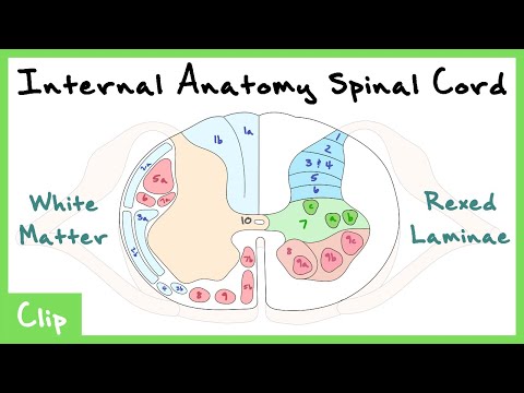 Internal Anatomy Of The Spinal Cord Explained (Rexed Laminae & White Matter Tracts) | Clip