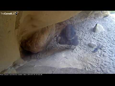 Condor Chick Executes Sneak Attack On Feather – July 19, 2019