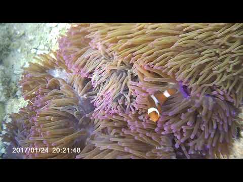 Snorkelling lang tengah island beach | Malaysia