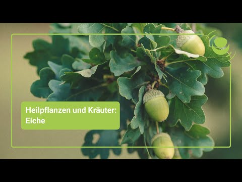 Eiche – Alles, was du über ihre Wirkung wissen solltest.