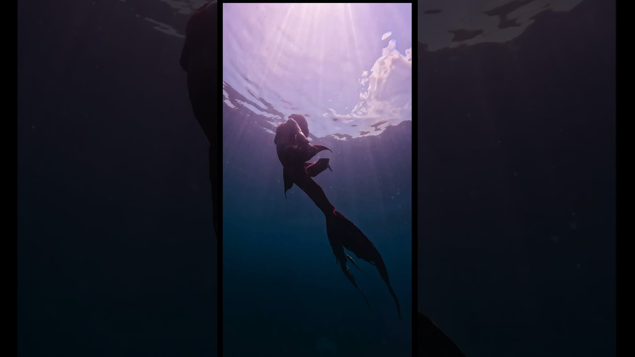 Promotional video thumbnail 5 for The Filipina Mermaid