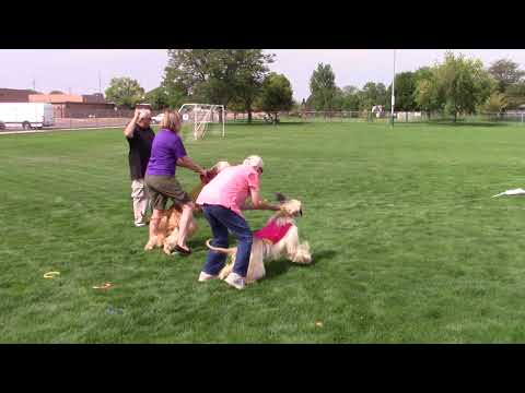 2018 AHCA National Specialty - Lure Coursing - AKC Finals Specials 2