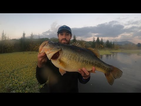 GIANT 9.9LB / 4.5KG BASS caught in South Africa. My Boet SMASHED his PB! (Bass Fishing Albert Falls)