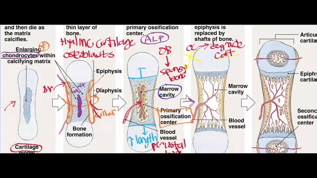 Endochondral Ossification