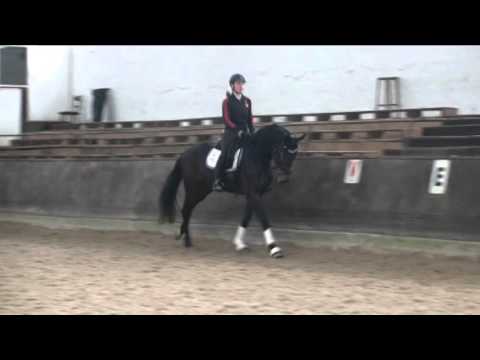 BM Sportpferde Follow Me geb. 2012 v. Franziskus