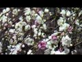 BERNWARD KOCH - The Silver Veil (relaxing, peaceful music)