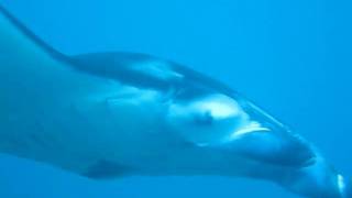 preview picture of video 'Diving with Gigant Manta Rays at Manta Point Nusia Penida, Bali; Indonesia'