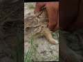 Jungle Rabbit Kundelu Telugu Natural World Abhi Vlogs