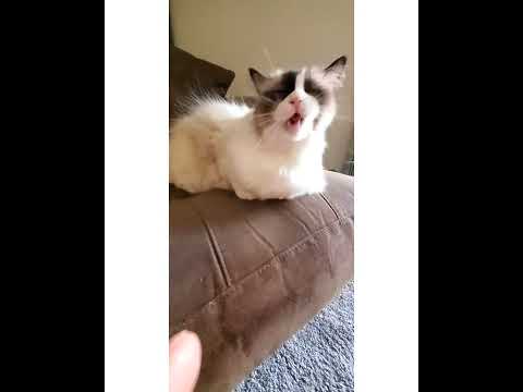 Crystal the Pet Nanny. LLC video.