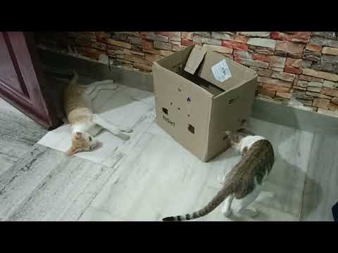 Roshini chandini playing 😘😜