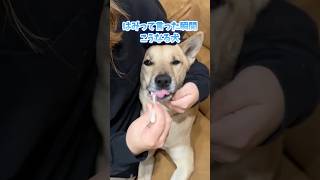 歯磨きって言った瞬間こうなる犬w