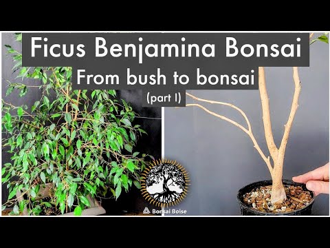 , title : 'Ficus Benjamina - Bush to Bonsai (part I)'
