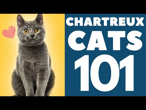 The Chartreux Cat 101 : Breed & Personality