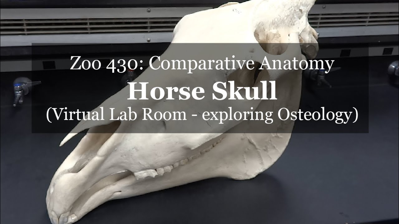 Virtual Lab: Horse Skull
