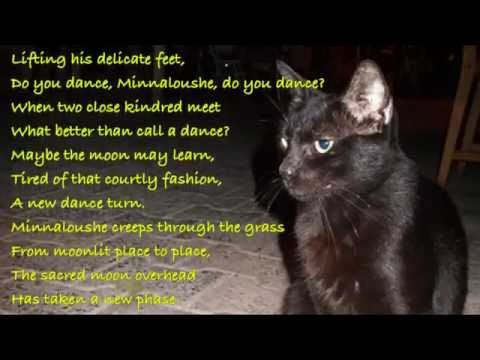 The Cat And The Moon a poem by W B Yeats