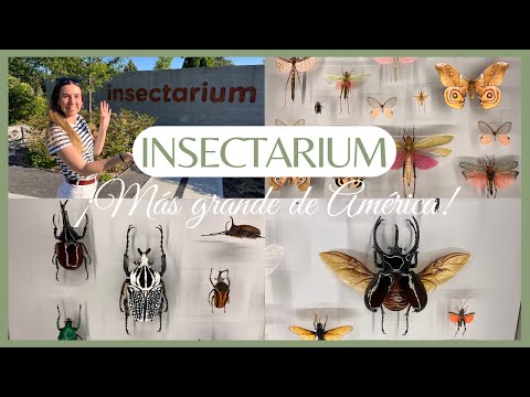 CÓMO ES el INSECTARIO MÁS GRANDE de AMÉRICA. Así es | CURIOSIDADES sobre INSECTOS 👩🏼‍💻🐴🌿🐑 Laura Raya