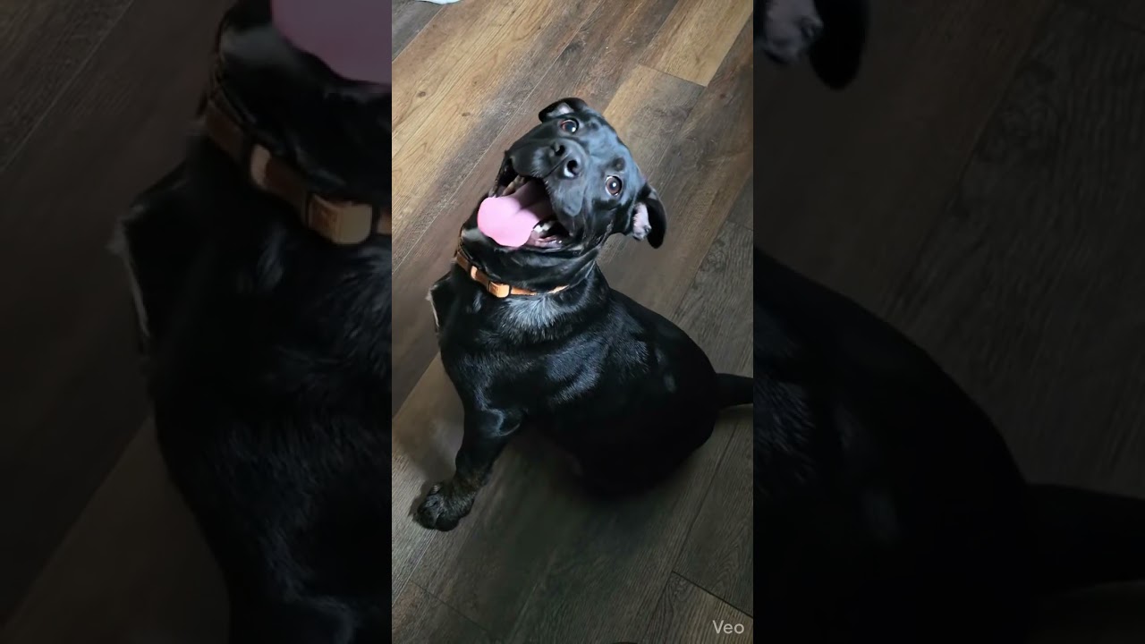 Enlarge Skylar, a ADOPTABLE mixed breed in Parma Heights, OH video 5/5