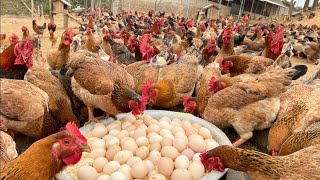 Harvesting cassava How to ferment cassava for livestock and poultry chicken farm