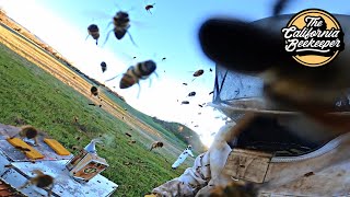 Bees go wild without their queen - Modern beekeeping on agricultural land