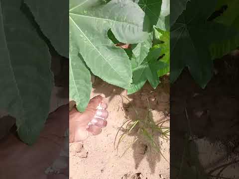 #farming #divelanabhav  D.A.P.&.20=00=00=13=mix karine.datvanu.kam chalu...........?