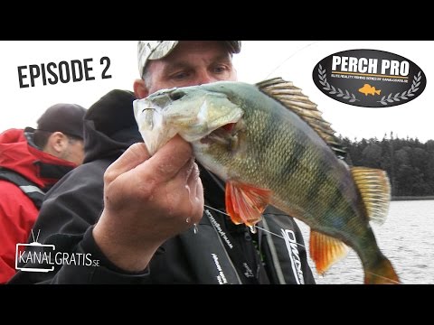 Perch Pro 2016 - EPISODE 2 - Kanalgratis.se