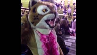 preview picture of video 'Bobcat Mascot'