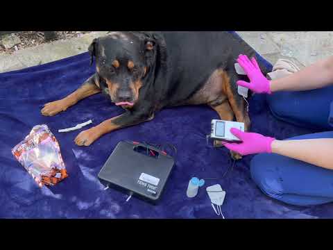 Electrical Stimulation at Home [for Dogs]