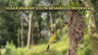 Download lagu Suara Cuitan anakan sogon memanggil induknya sangat cocok untuk suara pikat sogon yang tau pulut mp3